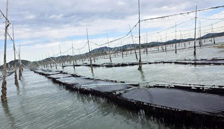 전남해양수산과학원, ‘햇바디2호’ 신품종 등록 출원