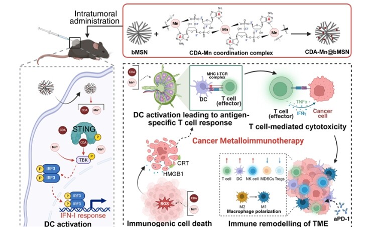 전남대, 면역항암 한계 넘은 금속-면역치료 기술 개발