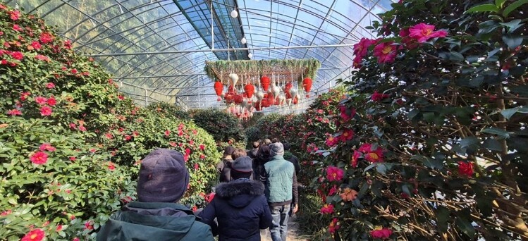 신안 ‘섬 겨울꽃 축제’, 4천만 송이 애기동백 향연 성황리에 마무리