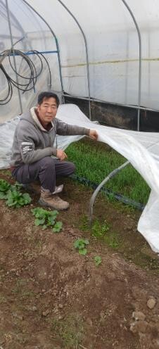 전남도, 1월 친환경농산물에 함평 냉이