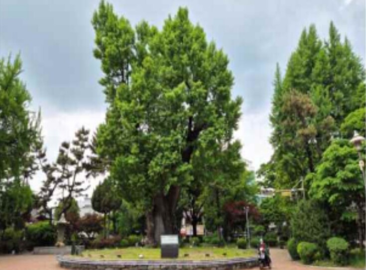 국가유산청, '청주 압각수' 천연기념물 지정