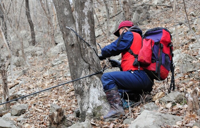 ‘숲이 주는 선물’ 장성군 고로쇠 수액 본격 출하!