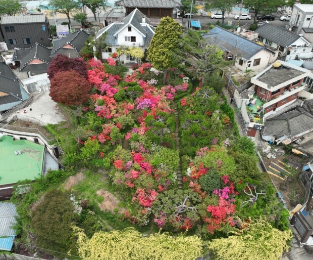 100년 비밀의 화원 ‘순천 고산의원장 가옥’…목향장미 절정