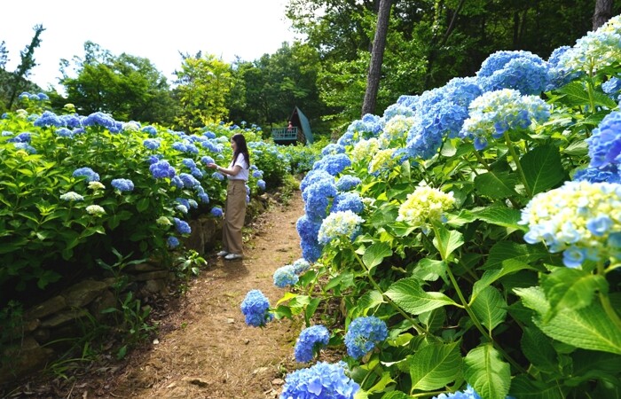 숲길을 따라가면 수국수국 동화나라, 해남의 여름으로 초대합니다