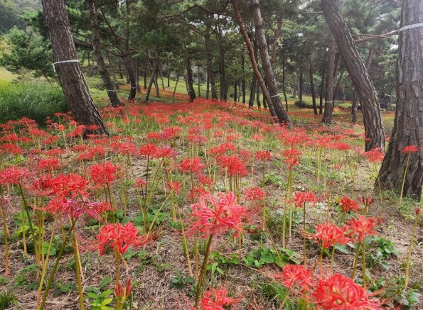 화순군, 추석 연휴 고인돌유적지 차량 통행 한시 허용