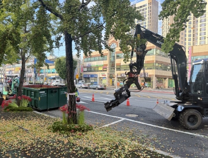 순천시, 은행나무 열매 조기 채취 … 쾌적한 가을길 만든다